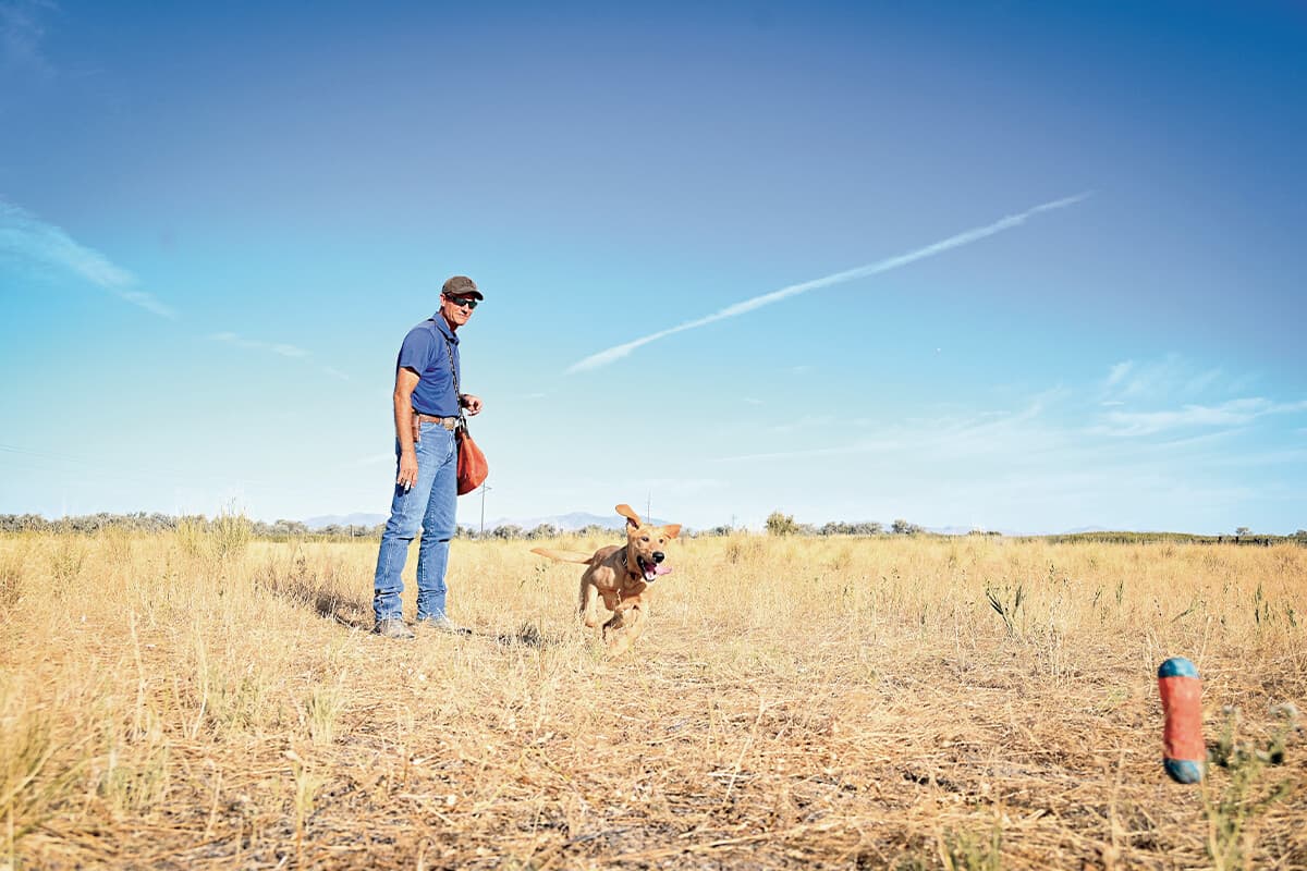 Is Support Pets Legal? What Every Pet Owner Needs to Know